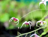 Pink and white flowers